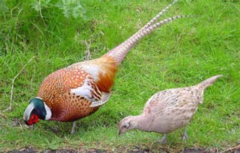 Фазаны. Породы фазанов с фото и описанием особенностей разведения