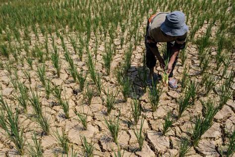 Petani Di Bantul Diimbau Bertanam Palawija Supaya Tak Gagal Panen