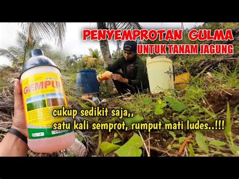 Tumpas Rumput Sampai Ke Akarnya Proses Penyemprotan Gulma Liar Youtube