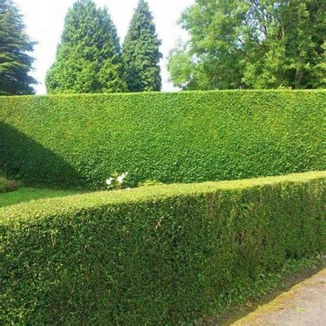 Privet hedge | Garden services, Driveway landscaping, Hedges