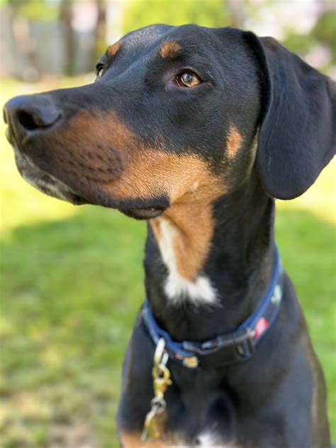 Derby The Doberman Mix : r/Doberman