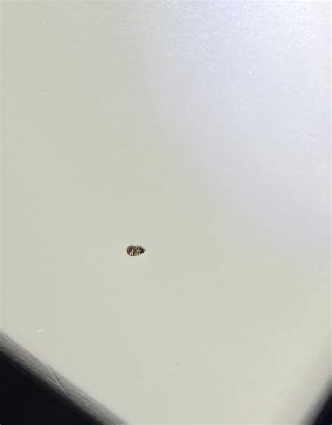 Bed Bug Nymph R Bedbugs