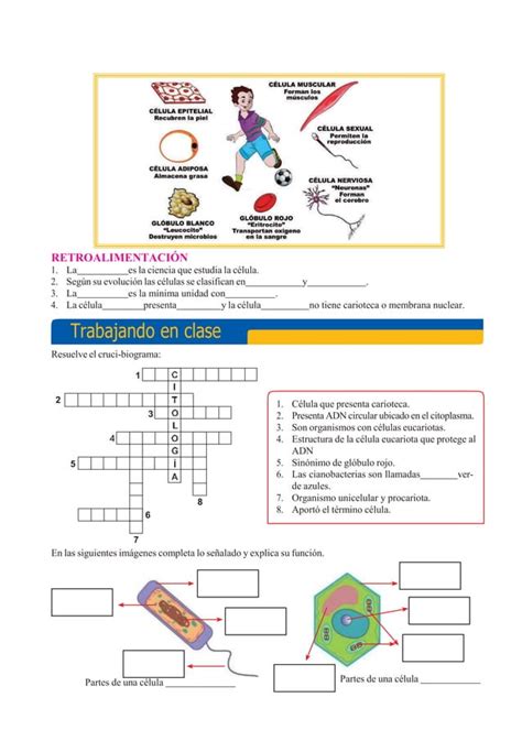 La C Lula Para Quinto De Primaria Docx