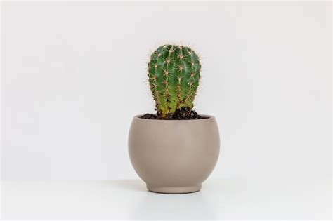 Premium Photo Cactus In Pot Medical Concept Of Hemorrhoids Anal Pains