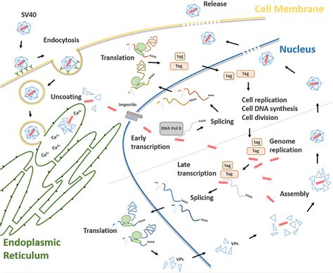 Frontiers Association Between Simian Virus 40 And Human Tumors