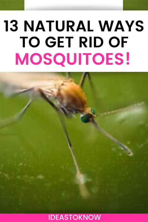 13 Simple Ways To Repel Mosquitoes In 2020 Mosquito Repellent