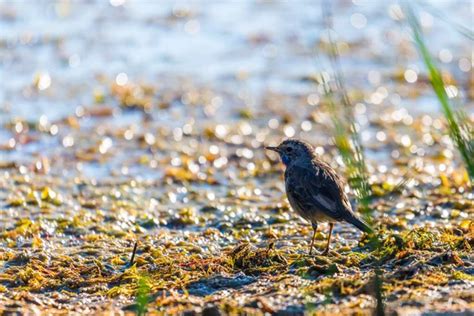 Bluethroat Or Luscinia Svecica The Beautiful Bird Sings A Spring Song