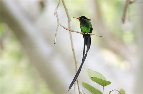 Doctor Bird The National Bird Of Jamaica The Red Billed S Flickr