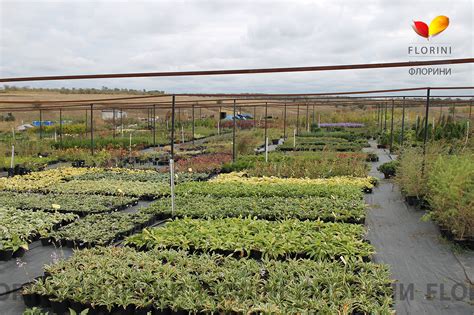 Купить Хоста Еллоу Ривер Hosta Yellow River - в питомнике Флорини