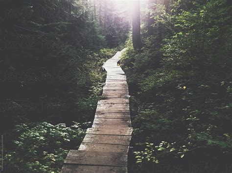 Rays Of Sunlight Shining Onto Boardwalk Hiking Trail Through Lush