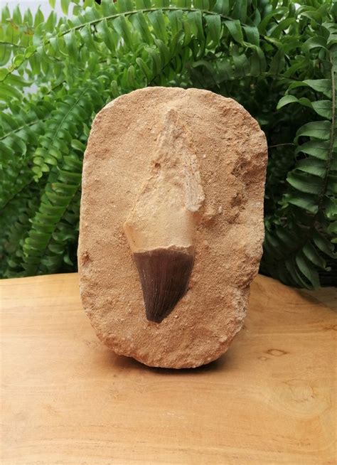 Mosasaurus Dinosaur Tooth Fossil From Morocco 82 Million Years Old