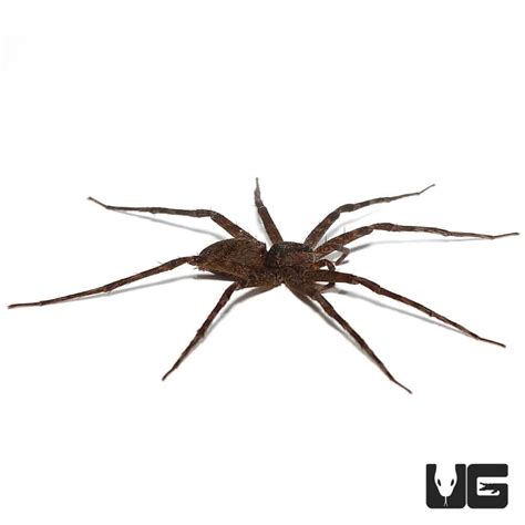 Baby Six Spotted Fishing Spiders For Sale Underground Reptiles