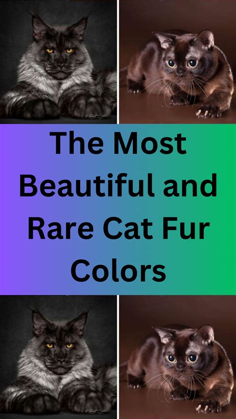 The most beautiful and rare cat fur colors – Artofit