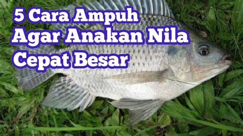 5 Cara Anakan Ikan Nila Cepat Besar YouTube