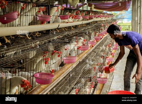 A Worker Feeding Chicken At A Poultry Farm In Keranigong The Economic