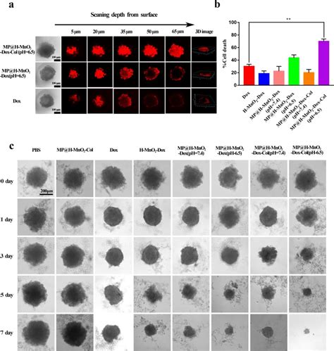 In Vitro Efficacy Of NPs In The 3D Tumor Spheroid Model A CLSM