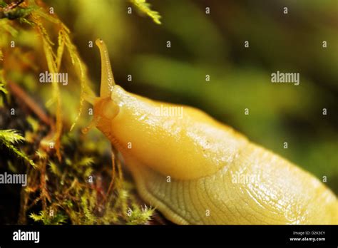 Yellow Banana Slug Falls View Canyon Trail Quilcene Jefferson County