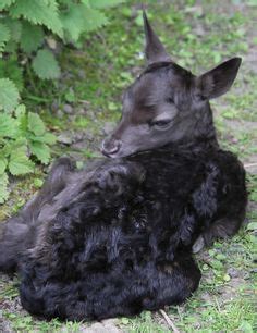 100 Best Melanism ideas | melanism, animals beautiful, melanistic