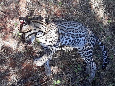 Felino Da Esp Cie Jaguatirica Encontrado Morto Na Ba Em Palmas De