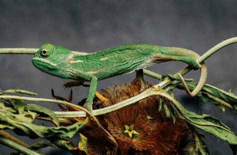 Colorful Cuties - 7 Amazing Baby Chameleon Facts, Pictures & FAQs ...