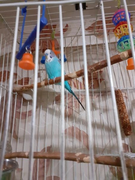 Продам волнистого попугайчика Кешку 2 года вместе с клеткой(клетка ...