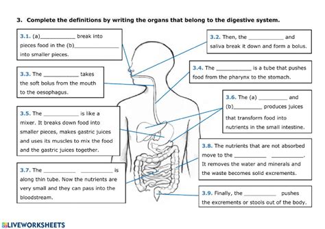 NUTRITION 2 Digestive System Worksheet Digestive System Worksheet