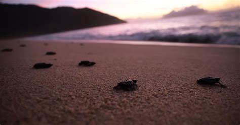 Sulla Spiaggia Di Latina Sono Nate Tartarughe Caretta Caretta