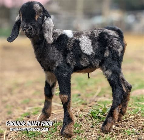 Mini Nubian Goat Breed Paradise Valley Farm