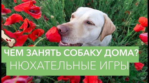Чем занять собаку дома? Нюхательные игры для собак - YouTube