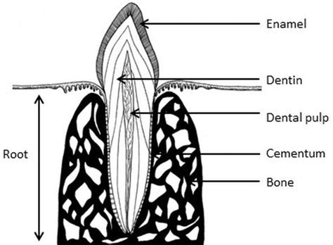 canine teeth diagram