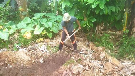 Pembuatan Lubang Tanam Tanaman Kakao YouTube