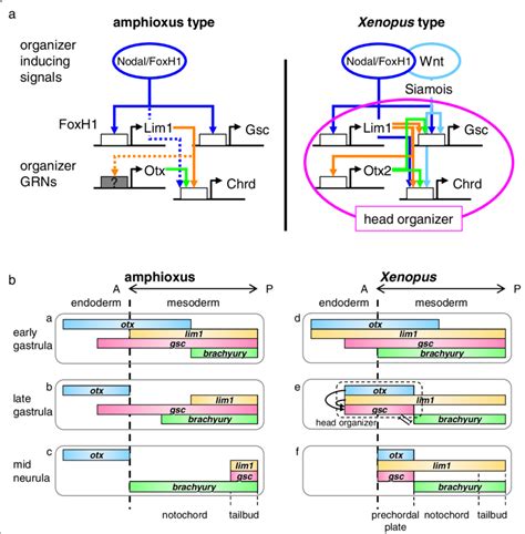 Comparisons Between Amphioxus And Xenopus A Comparisons Of Organizer Download Scientific