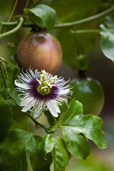 Passionfruit Panama Red Fruit X 20 Seeds Veggie And Flower Garden Seeds