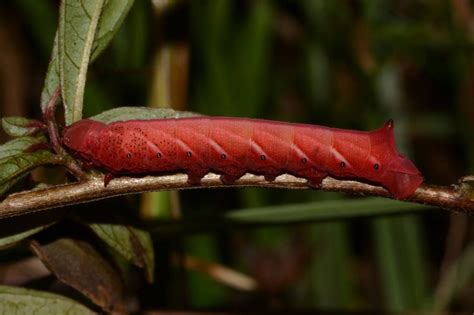 Eumorpha Fasciatus Sphingidae Of The United States Of America