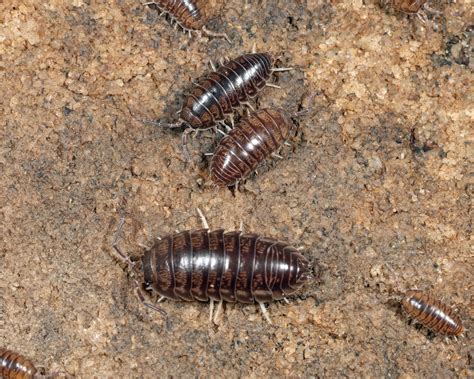 Curly Woodlouse From Sugar Creek Rd West Virginia 25812 USA On May 10