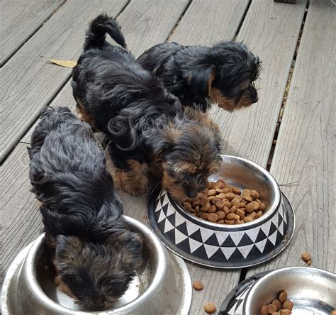 Adorable Silky Terrier Puppies - PetsForHomes