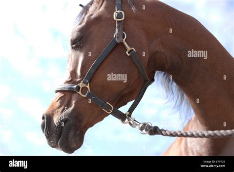 Arabian horse hi-res stock photography and images - Alamy