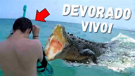 HOMEM É DEVORADO POR CROCODILO DE ÁGUA SALGADA ENQUANTO NADA AMIGO