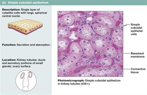 Topic 2 Cells Epithelial And Connective Tissue Flashcards Quizlet