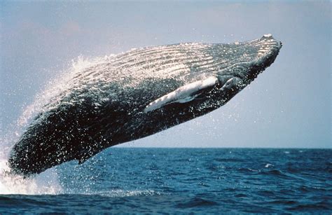 10 Fun Facts About Humpback Whales in Maui - Hawaii Ocean Project ...