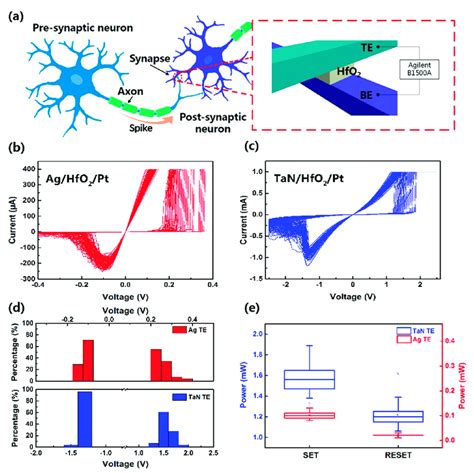 A Illustration Of Biological Synapse Connecting Two Neurons And