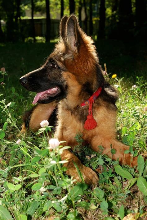 German Shepherd Puppy 3 Months Old Lying Stock Photo Image Of Full