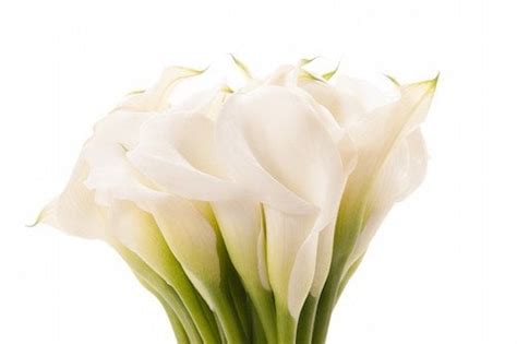 Wedding Flowers: Calla Lily | Woman Getting Married