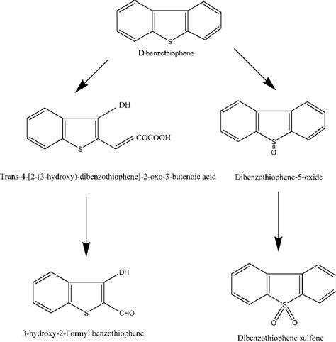 Two Pathways Of Dbt Degradation In P Putida Download Scientific Diagram