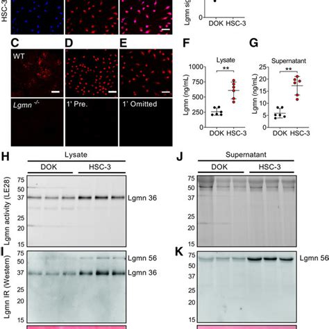 Ph Dependence Of Lgmn Activity And Stimulation Of Ca Signaling Time