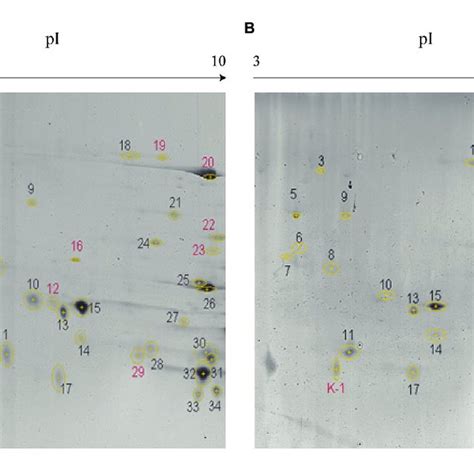 Identification Of Secreted Protein By Two Dimensional Gel