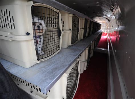 How Safe Is It For Dogs To Fly In Cargo