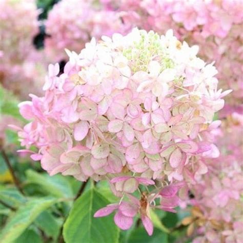 Hydrangea Paniculata Panicle Hydrangea Pb6 5 50 60 Greenleaf