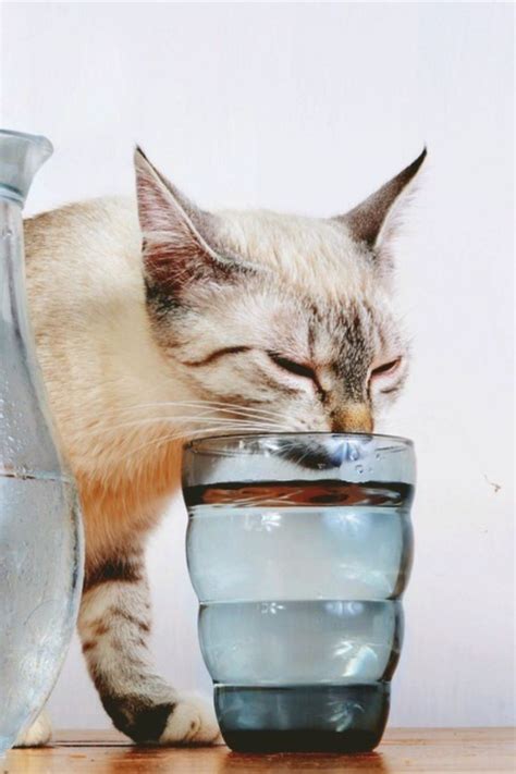 Питьевой режим кошек — все о роли воды в рационе | Cat drinking, Cats ...