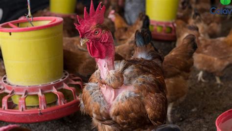 Cómo se crían los pollos de engorde Todo Engorda